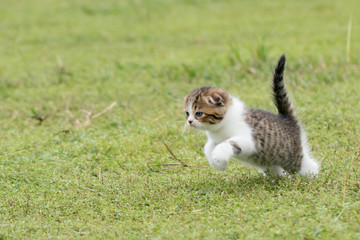 Obraz premium scottish fold, beautiful kitten playing on green grass background