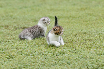 Obraz premium scottish fold, beautiful kitten playing on green grass background