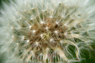 Macro photography of a dandelion
