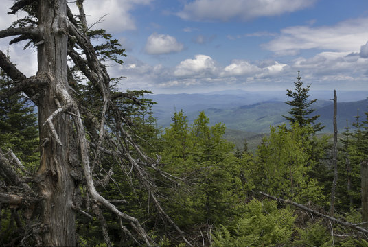 Old Worn Tree and Adirondack Mountain View