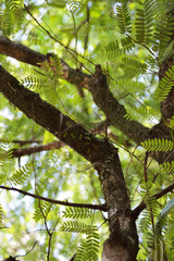 Obraz premium Green branches photo for your biology projects or botany publications.