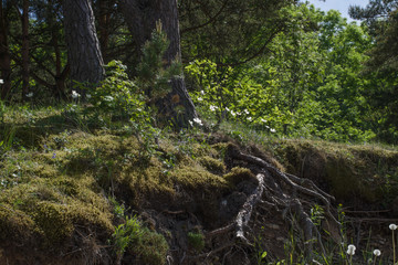 Fototapeta premium Flowers in forest