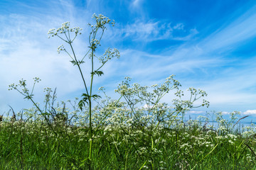White flowers at meadow