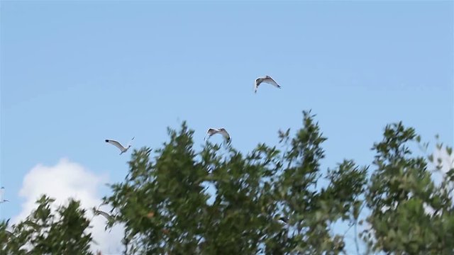 A flock of flying White Ibis (Eudocimus albus) in Zapata, Cuba.
