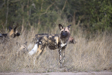 African wild dog portrait in it´s natural habitat