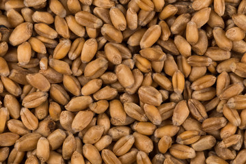 whole background of wheat grain