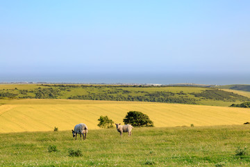 Fototapeta premium Looking towards the Sussex Coast