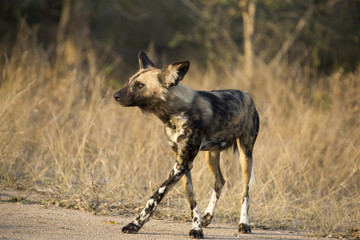 African wild dog portrait in it´s natural habitat