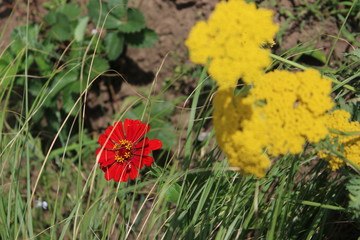 Red and Yellow Flowers