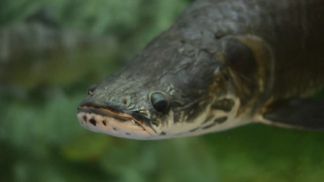 Alligator garfish (Atractosteus spatula)