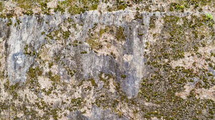 Moss texture covered old concrete wall background with copy space