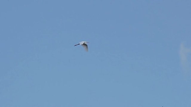 Flying Snowy egret (Egretta thula) is a small white heron. Zapata reserve, Cuba
