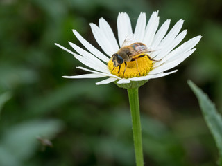 Close-up detail of a honey bee apis collecting pollen on white daisy flower in garden