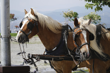 Brown Horses with Fascinating White Manes on A Horse Carriage At Izmir