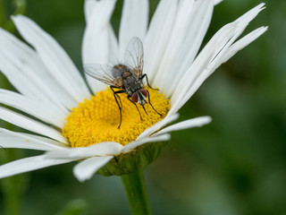 Close up shot of white Daisy flower and fly. Macro shot