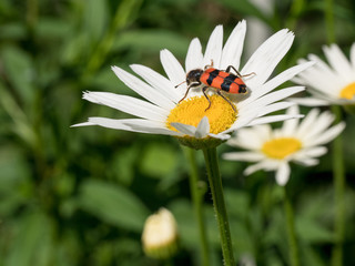 Obraz premium Colorful shield bug on the top of green leaf. Red black insect Pentatomidae close-up.