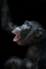 Chimpanzee portrait isolated on black background