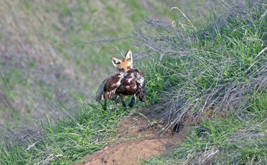 Fox with prey in its mouth