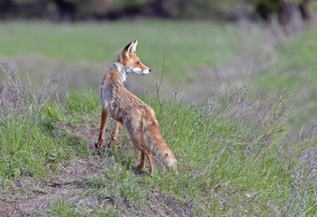 red Fox walks on a meadow in spring