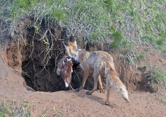 Fox with prey in its mouth