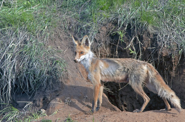 Fototapeta premium red Fox walks on a meadow in spring