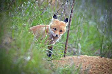 beautiful little furry Fox
