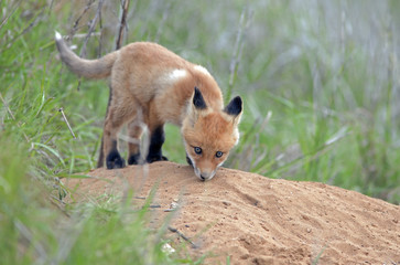beautiful little furry Fox