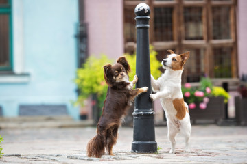 chihuahua and jack russell terrier dogs posing together