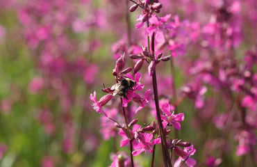 bumblebee sitting on a bright red-orange flower on a green field in summer
