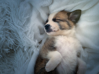 Small cute puppy sleeping comfortably on the bed