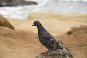 Cloudy and overcast day at the beach