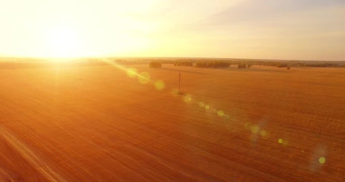 UHD 4K aerial view. Mid-air flight over yellow wheat rural field at sunny summer day. Sun rays and green trees on horizon. Fast horizontal movement.