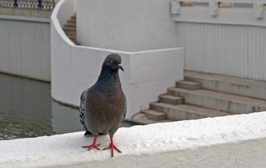 pigeons on the waterfront in the city