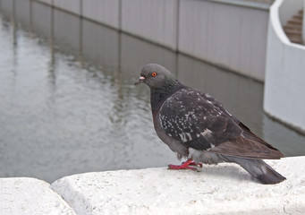 pigeons on the waterfront in the city
