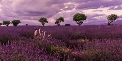 Deurstickers Lavendel lavendel landschap