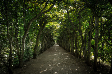 Fototapeta premium Baumallee