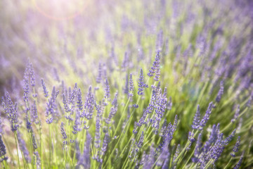 Fototapeta premium Lawenda w Prowansji, regionie Ferrassières, Rodan - Alpy Lazurowe Wybrzeże, Francja
