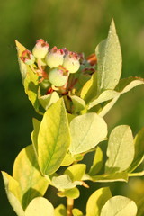 Fototapeta na wymiar Berry leaf