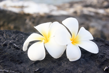 Frangipani or Plumeria flower 