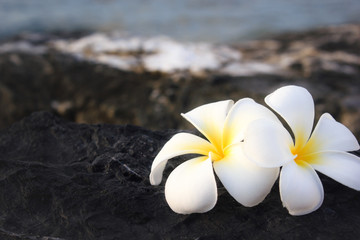 Frangipani or Plumeria flower 