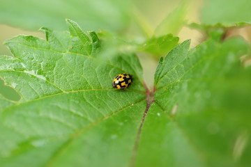 Ladybug