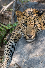 Fototapeta na wymiar It's those lovely moments when a big cat fixes his gaze upon you. A male leopard from jhalana forest reserve, india