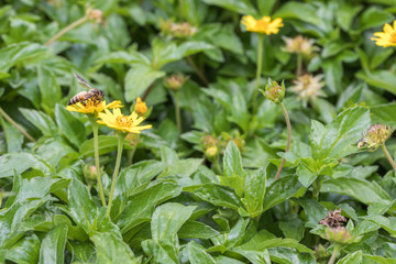 A beautiful bee on yellow flower with Nature background