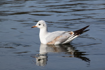 Möve am Rhein 1
