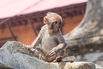 A monkey baby is showing his tongue, Pashupatinath Temple on Bagmati river, Nepal. 