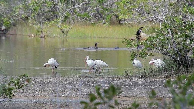 A flock of White Ibis (Eudocimus albus) standing in a swamp in Zapata, Cuba.