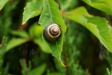 Snail