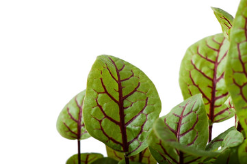 Green lettuce leaves on white background.