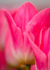 Panele Szklane  Makro Różowe Tulipany