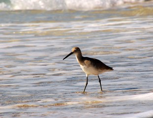 Wading Shorebird